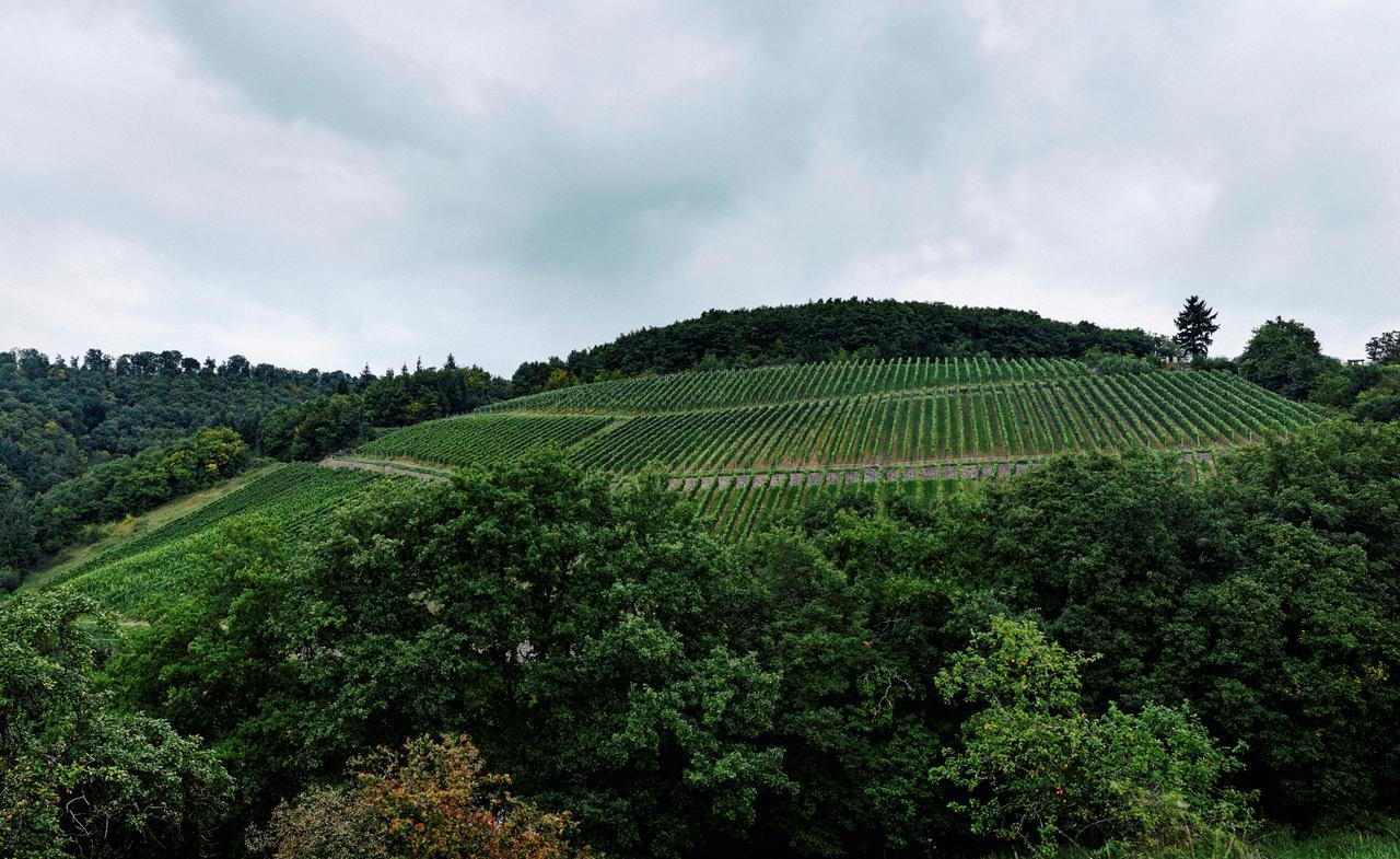 Weingut Hees - Landgasthof Zum Jaeger Aus Kurpfalz Auen Esterno foto